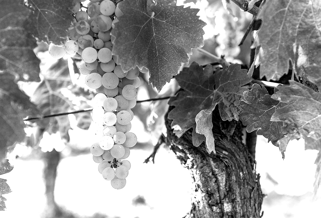 Wine grapes